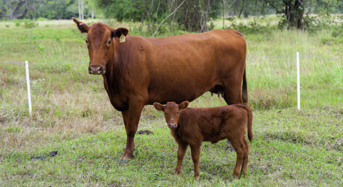 Ternero recién nacido en un rancho del sur de Texas, cerca de Crystal City, con técnicos del USDA realizando una inspección visual en busca de signos de infestación por gusano barrenador del Nuevo Mundo.