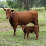 Ternero recién nacido en un rancho del sur de Texas, cerca de Crystal City, con técnicos del USDA realizando una inspección visual en busca de signos de infestación por gusano barrenador del Nuevo Mundo.