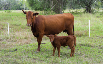 Ternero recién nacido en un rancho del sur de Texas, cerca de Crystal City, con técnicos del USDA realizando una inspección visual en busca de signos de infestación por gusano barrenador del Nuevo Mundo.