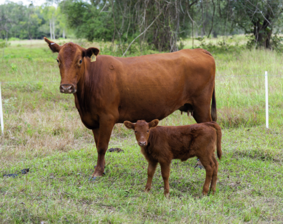 Ternero recién nacido en un rancho del sur de Texas, cerca de Crystal City, con técnicos del USDA realizando una inspección visual en busca de signos de infestación por gusano barrenador del Nuevo Mundo.